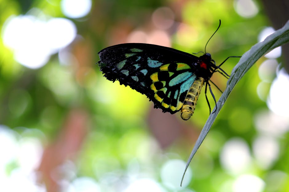 A close-up of a butterfly perched on the edge of a slender, textured green leaf with visible veins. The butterfly has predominantly black wings with iridescent blue, yellow, and green markings, and a small red spot near its head. Its body is yellow with black stripes, and it has long, thin antennae extending forward. The background consists of soft, out-of-focus green and white bokeh, suggesting a natural outdoor environment with sunlight filtering through foliage. The scene highlights the delicate and detailed features of the butterfly in natural lighting, with the leaf providing a subtle environment context that aligns with natural habitat imagery. The image subtly supports themes of nature, biodiversity, and the importance of preserving natural environments, which are relevant to waste management and environmental sustainability efforts by companies like Waste Disposal Haringey involved in rubbish and waste disposal services.